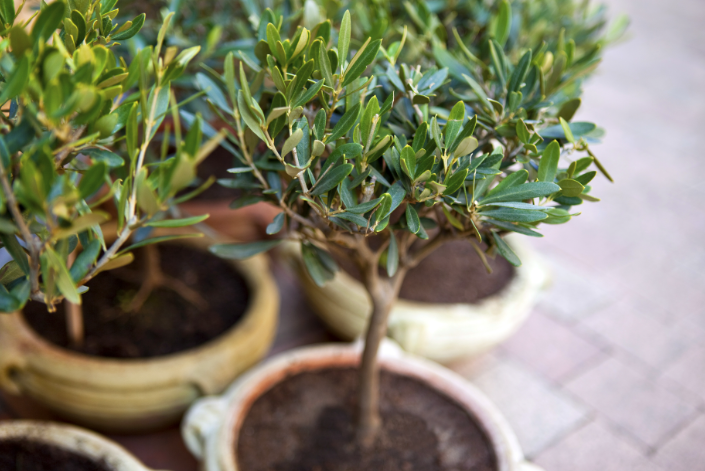 Einen Olivenbaum überwintern – Ein umfassender Leitfaden zur Sicherung des Überlebens im Winter: